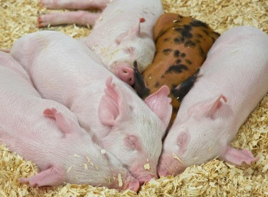 養豬人(rén)必看！仔(zǎi)豬斷奶(nǎi)應激原(yuán)理、影響(xiǎng)因素及(ji)預防方(fāng)法！