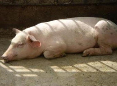 母(mǔ)豬産後(hòu)厭食的(de)防治