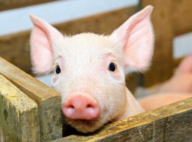 豬飼料(liào)選擇要(yào)避開四(si)大誤區(qu)